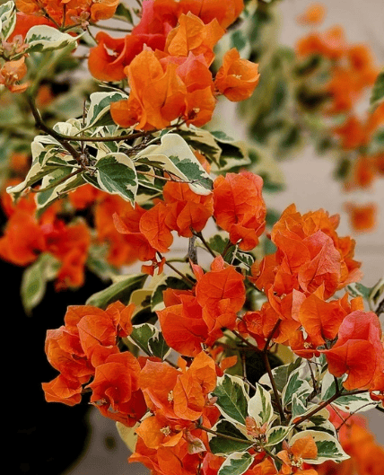 Sunset Orange Bougainvillea Fower Plant