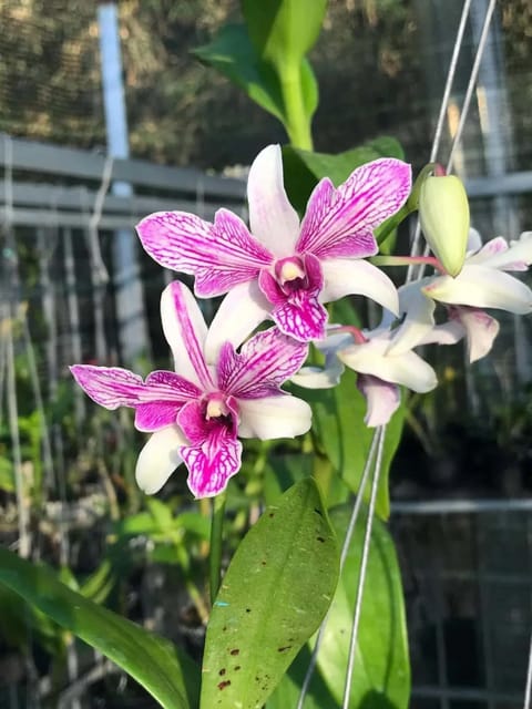 Dendrobium Caesar 3 Lip - Seedling Size Orchid Plant