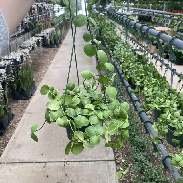 Dischidia Apple - Jiffy Plant