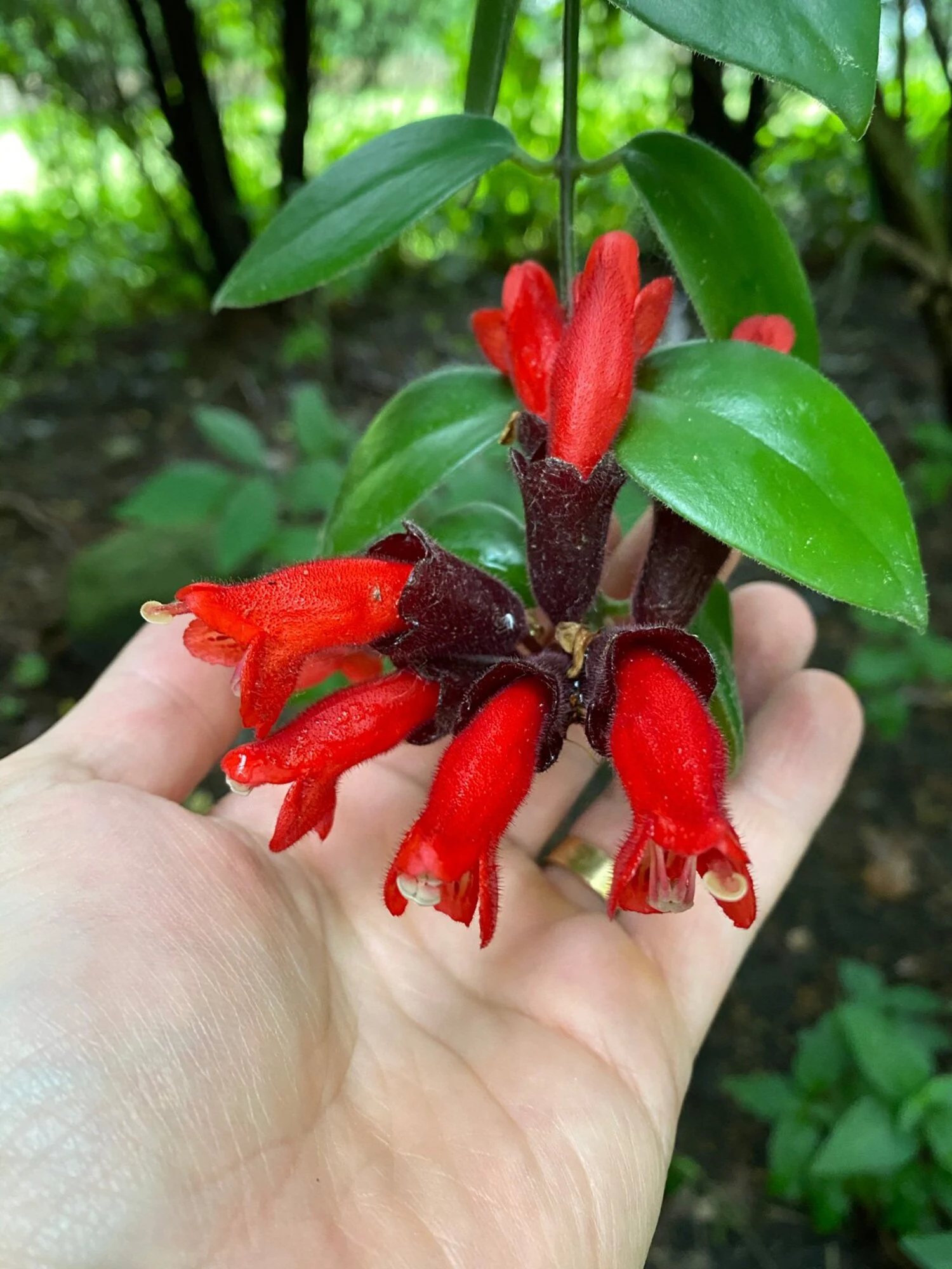 Red Lipstick Vine - Jiffy Plant