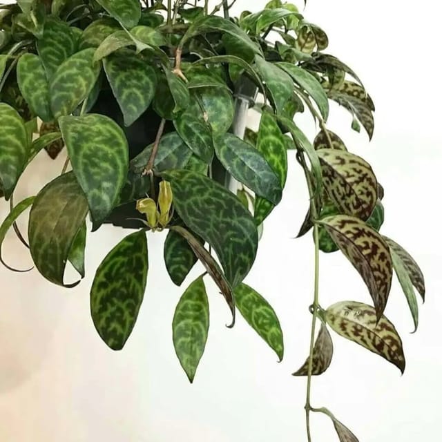 Tiger Lipstick - Jiffy Grown Live Plant