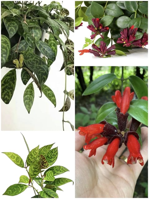 Red & Tiger Lipstick Plant Combo - Jiffy Plants