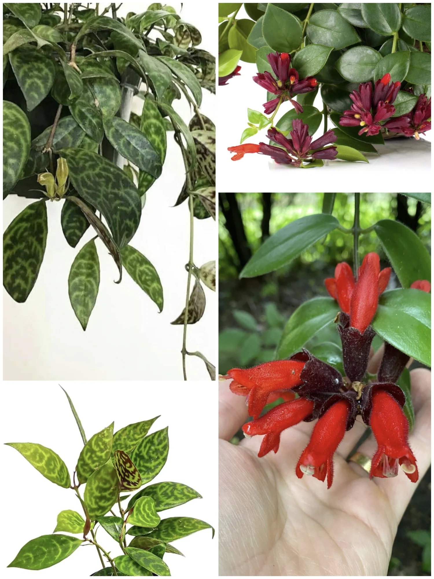 Red & Tiger Lipstick Plant Combo - Jiffy Plants