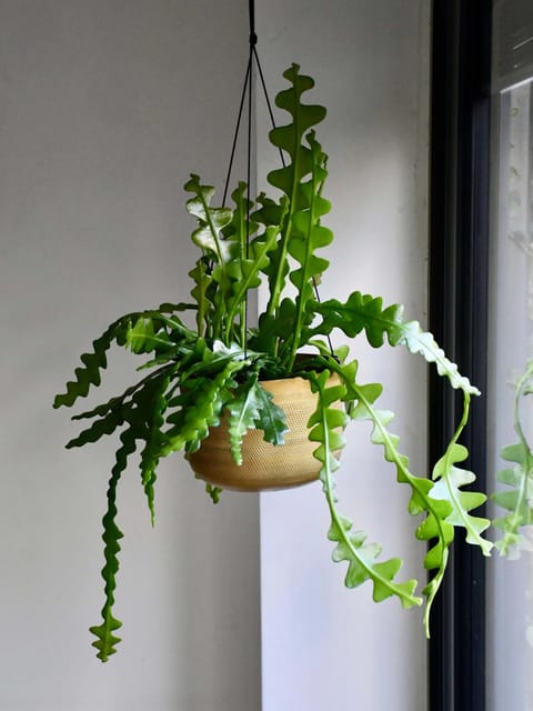 Fishbone Cactus - Jiffy Plant