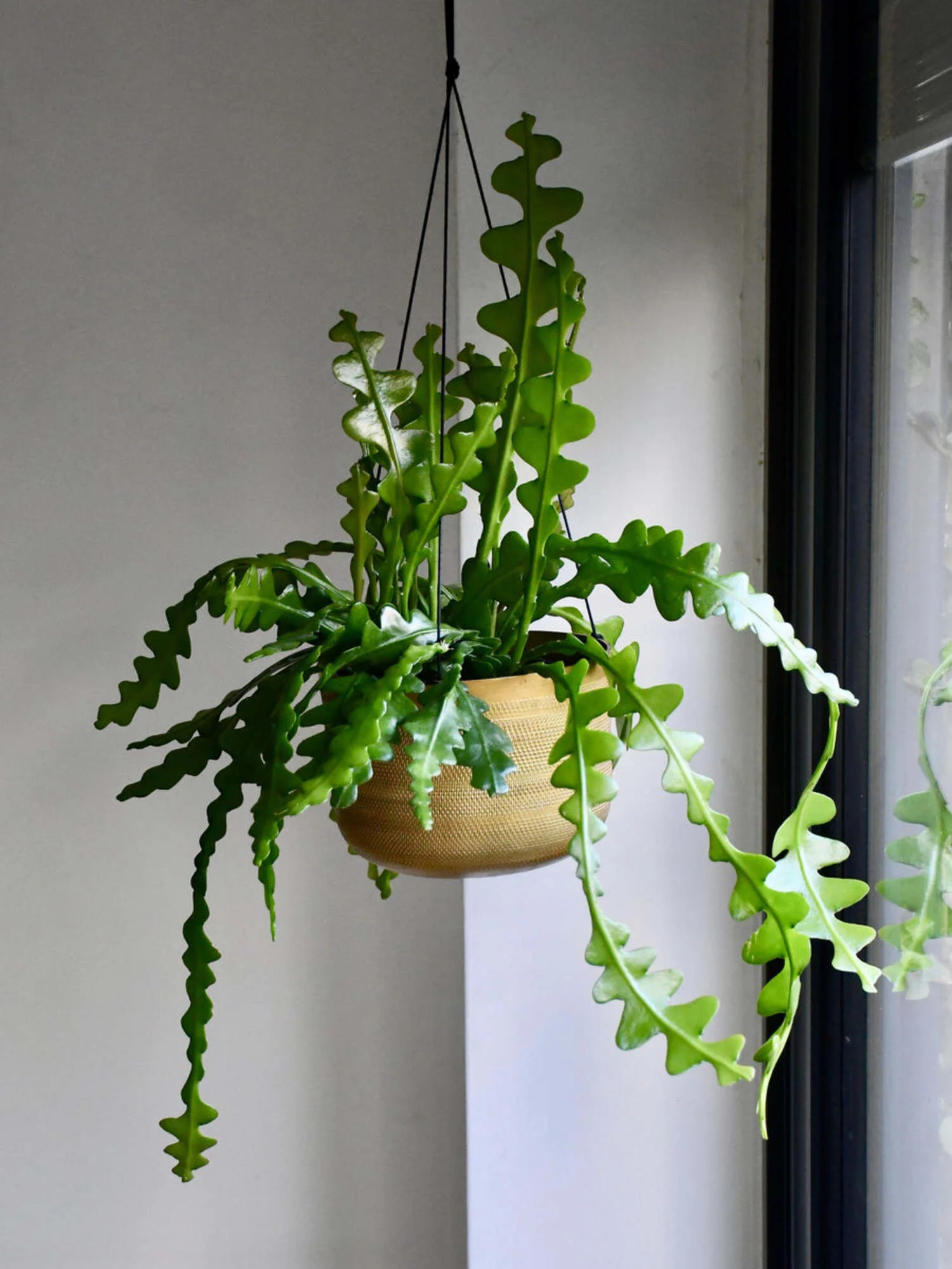 Fishbone Cactus - Jiffy Plant