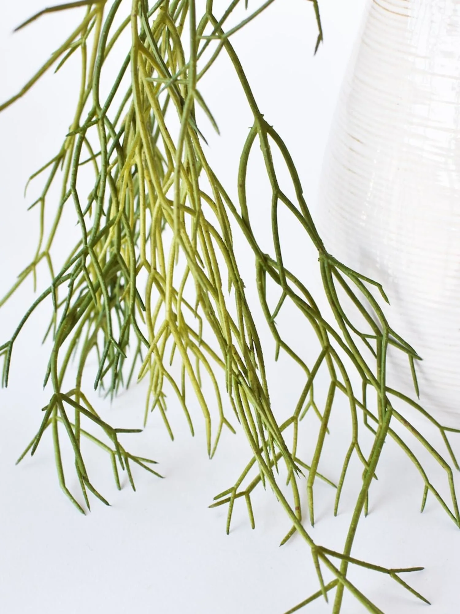 Hanging Pencil Cactus - Rhipsalis Pulchra 2 Plant Combo - Jiffy Plant