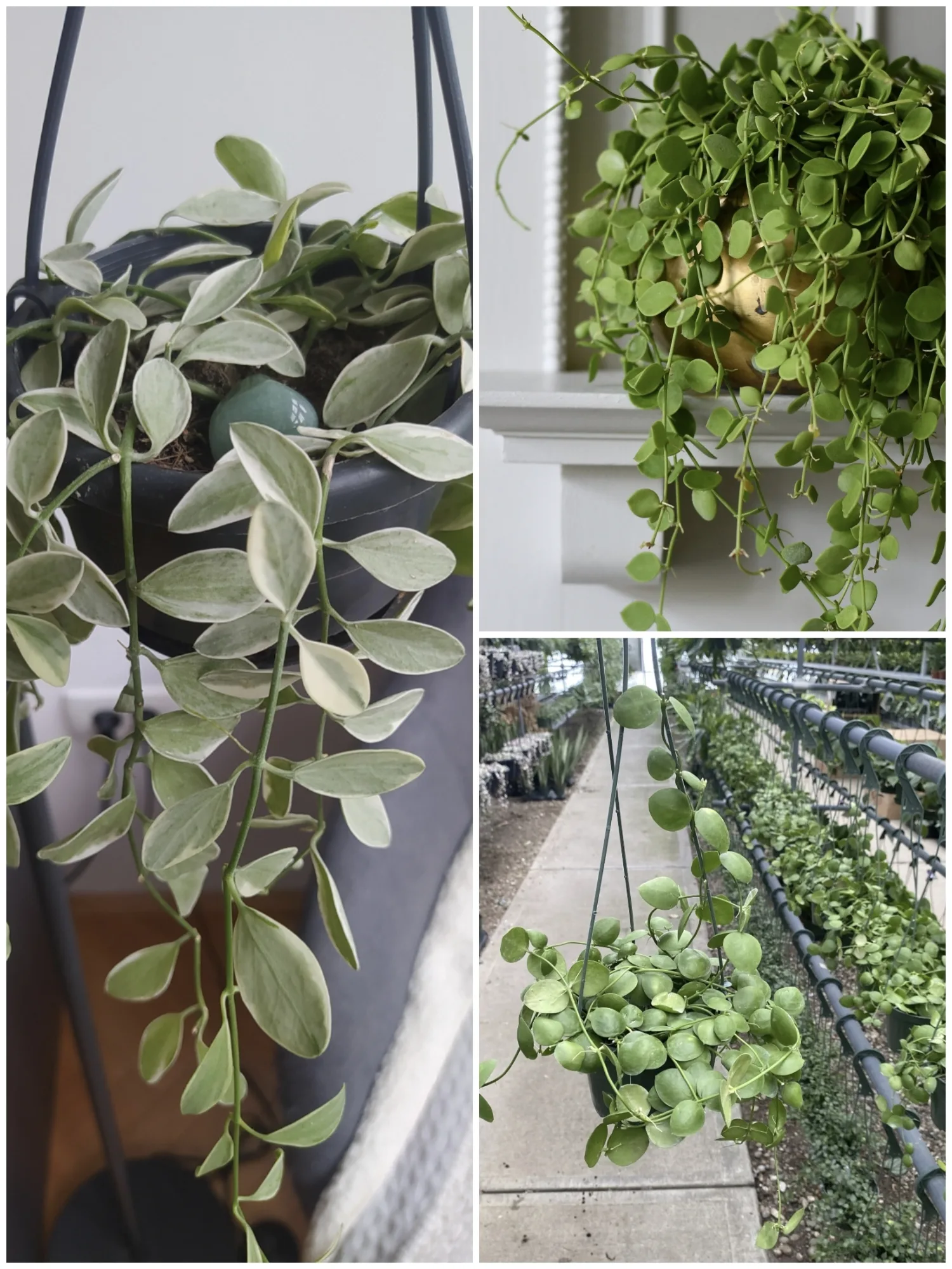 Dischidia 3 Plant Combo - With Pot