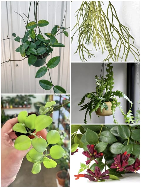 Hoya, Dischidia, Rhipsalis, Cactus & Lipstick Plant - 5 Plant Combo