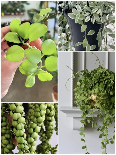 Dischidia 4 Plant Combo - Jiffy Plant