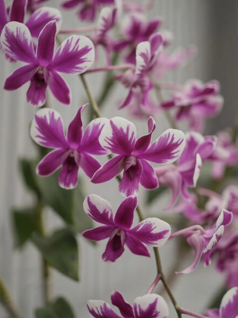 Dendrobium Madam Pom Splash - Seedling Size Orchid Plant