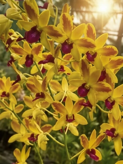 Dendrobium Gift By God Splash - Seedling Size Orchid Plant