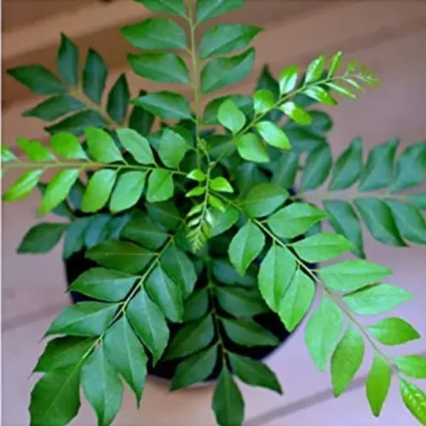 Curry Leaves/Kada Patta/Muraya Koenigii/Meetha Neem Plant