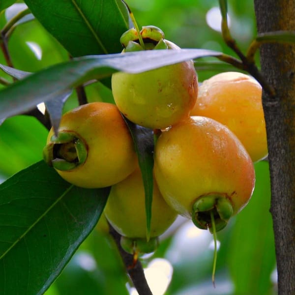 Gulab Jamun/  Rose Apple Fruit Plant (Syzygium jambos)