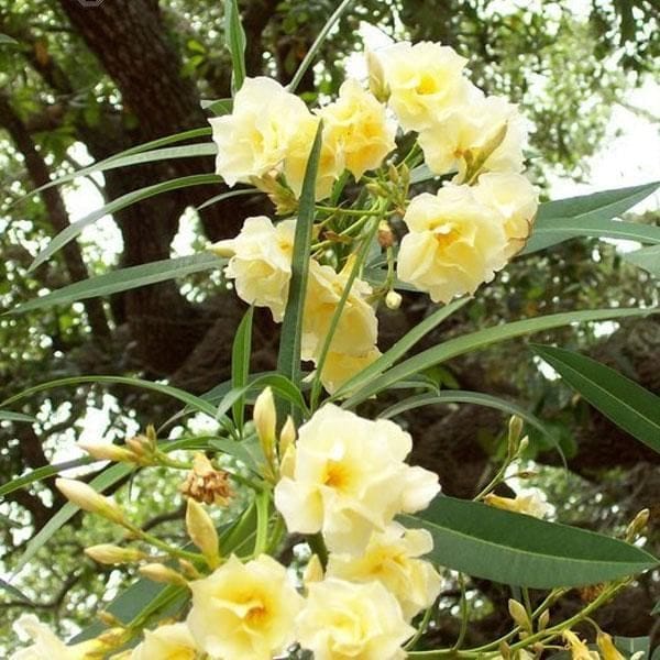 Kaner, Korobi/Nerium Oleander (Yellow, Double Petal) - Plant