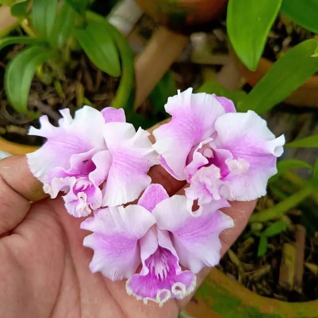 Dendrobium Alien Pink - Seedling Size Orchid Plant
