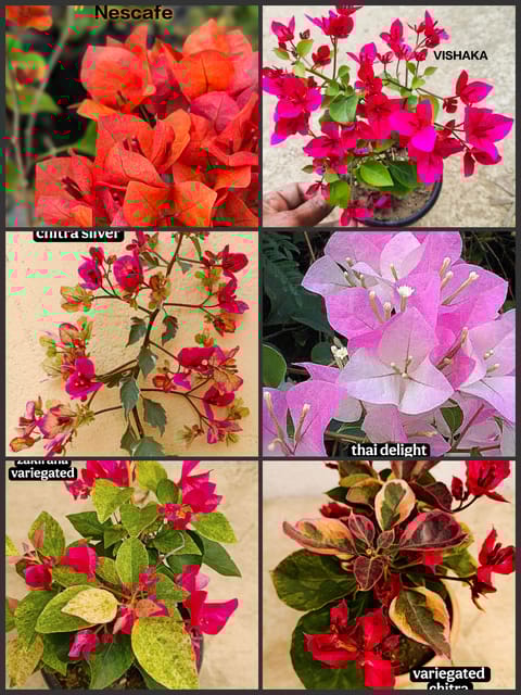 Bougainvillea Rooted Plants Combo (6 Varieties) - Air Layered, 1 Year Old, Pack of 6 Plants
