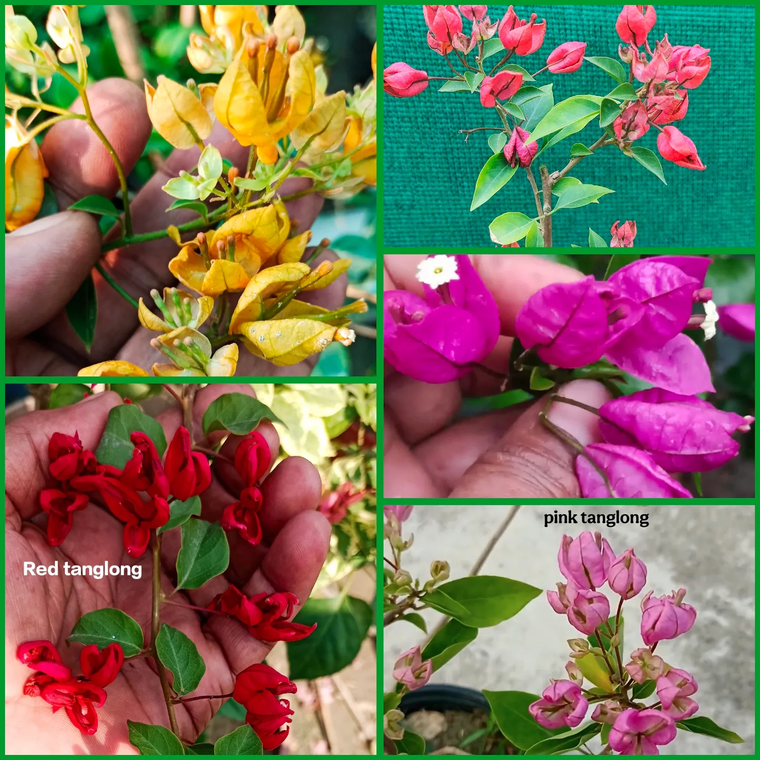 Tanglong Bougainvillea Rooted Plants Combo (5 Varieties) β Orange, Yellow, Pink, Purple & Red