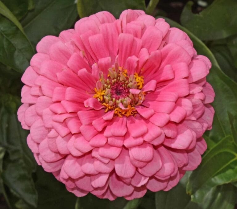 ZINNIA PINK FLOWER SEEDS (PACK OF 50 SEEDS )