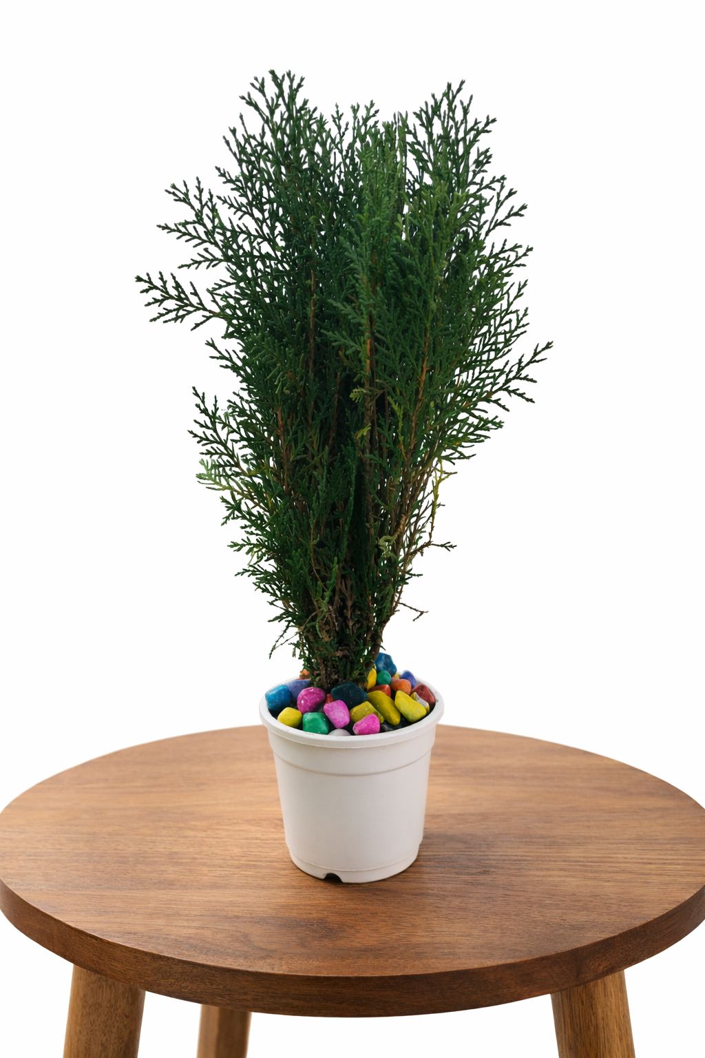 Morphanki (Thuja Plant)