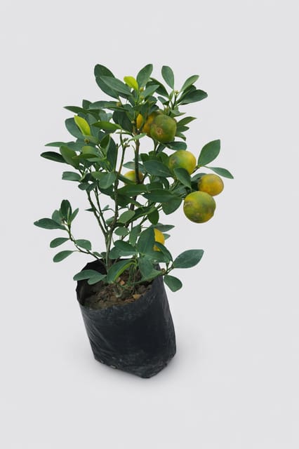 Lemon (Nimbu) Fruit Plant