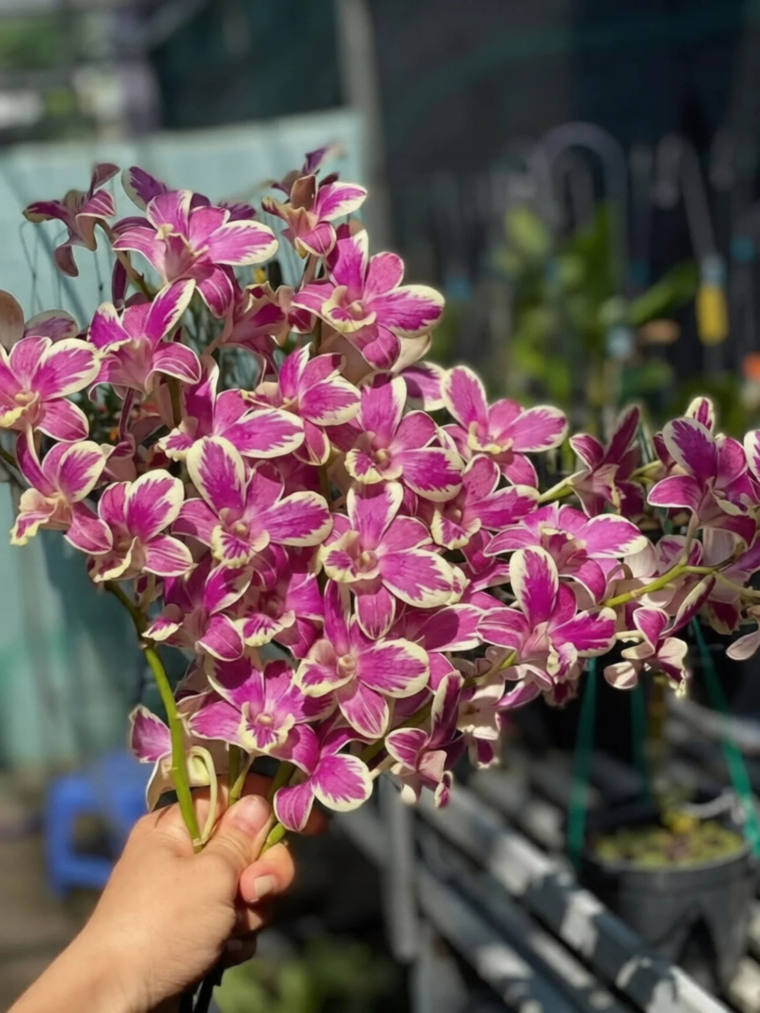 Dendrobium Susan Splash - Seedling Size Orchid Plant