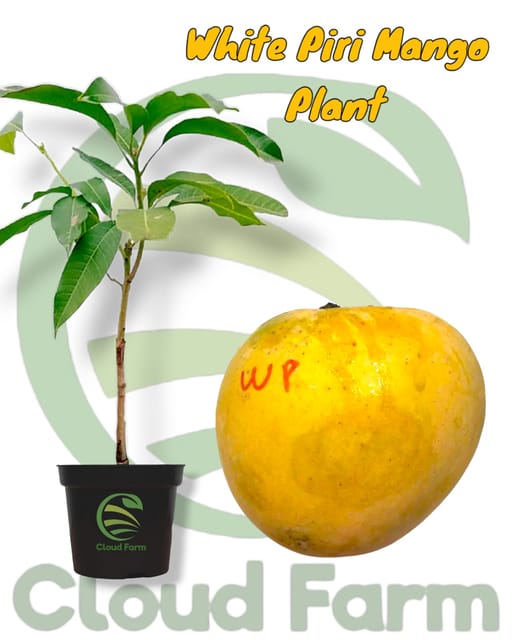 White Piri Grafted Hybrid Plant