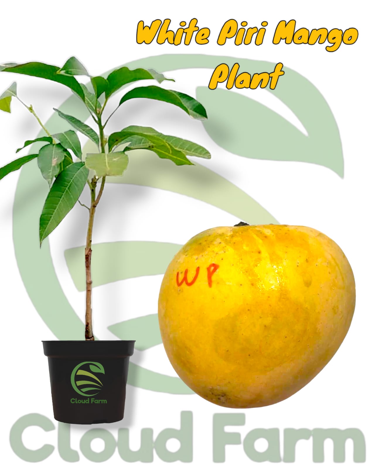 White Piri Grafted Hybrid Plant