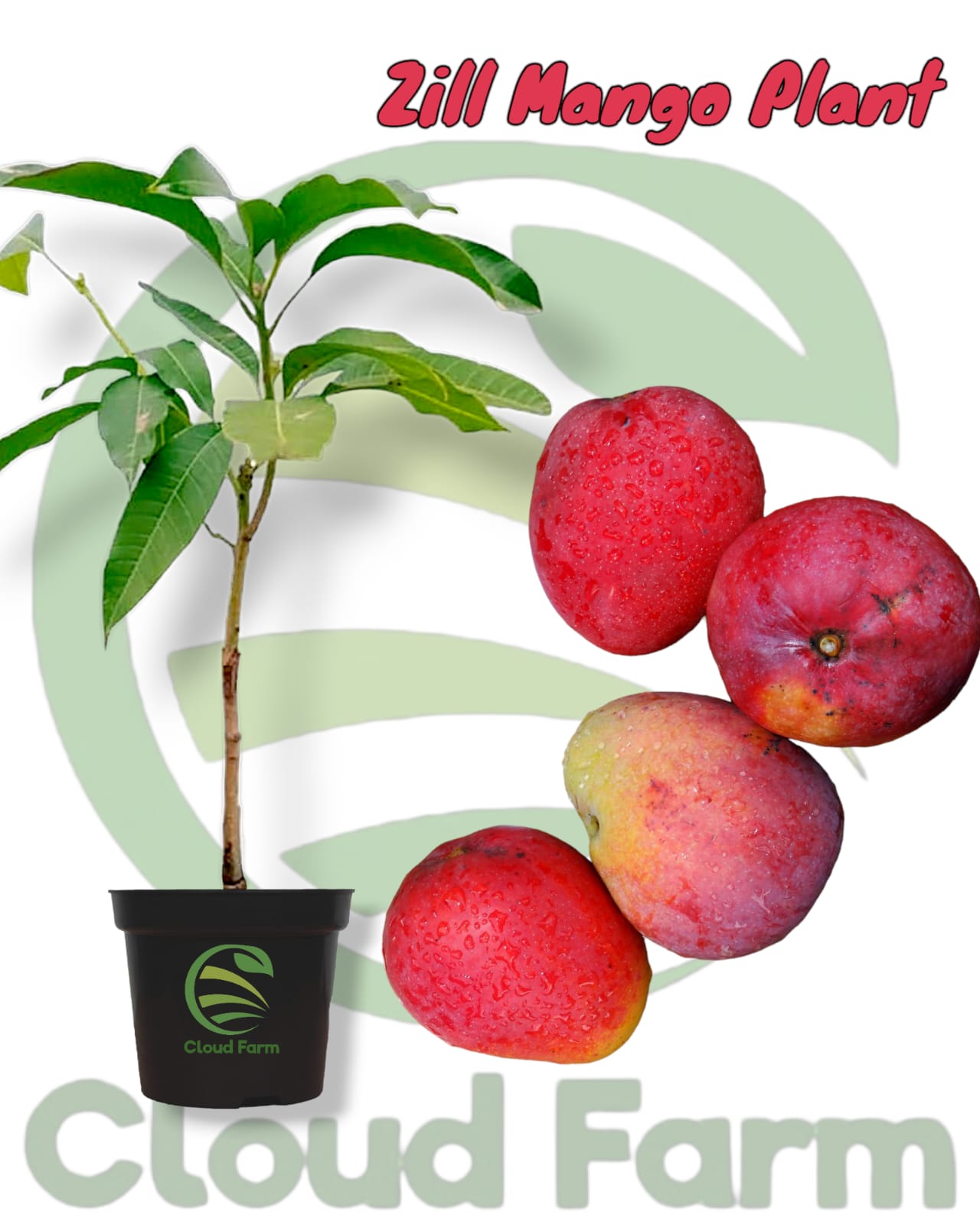 Zill Mango Grafted Hybrid Plant