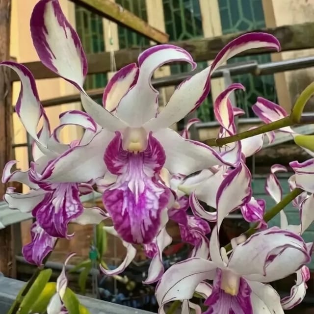 Dendrobium King Caesar Pink Splash - Seedling Size Orchid Plant