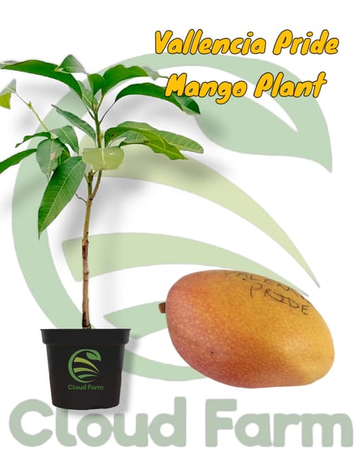 Valencia Pride Mango Grafted Hybrid Fruit Plant Valencia Pride Mango Grafted Hybrid Fruit Plant