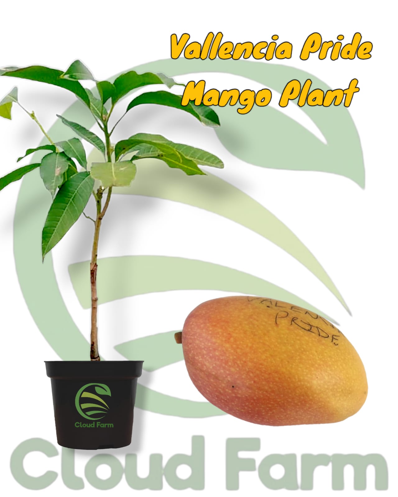 Valencia Pride Mango Grafted Hybrid Fruit Plant