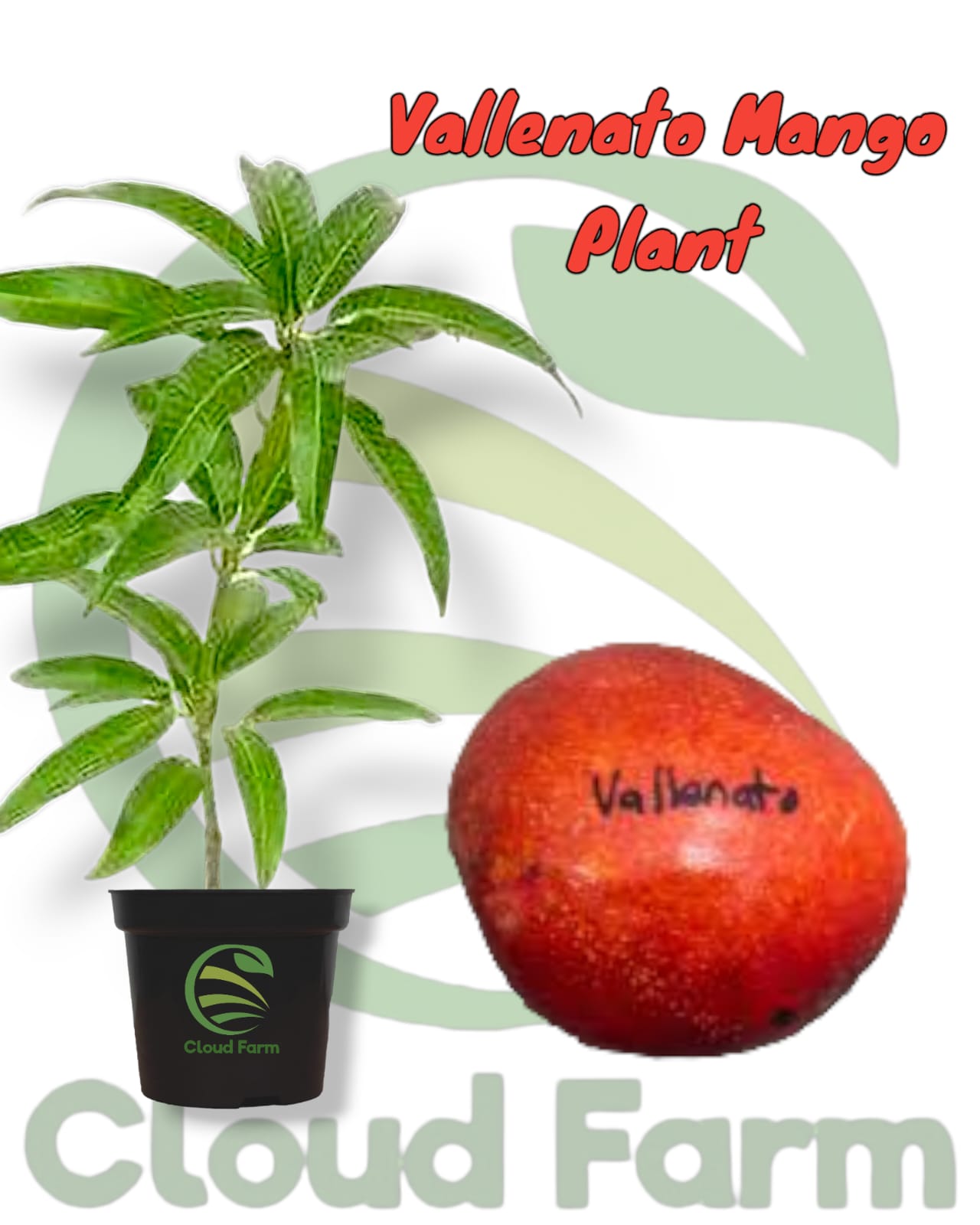 Vallenato Mango Grafted Hybrid Fruit Plant