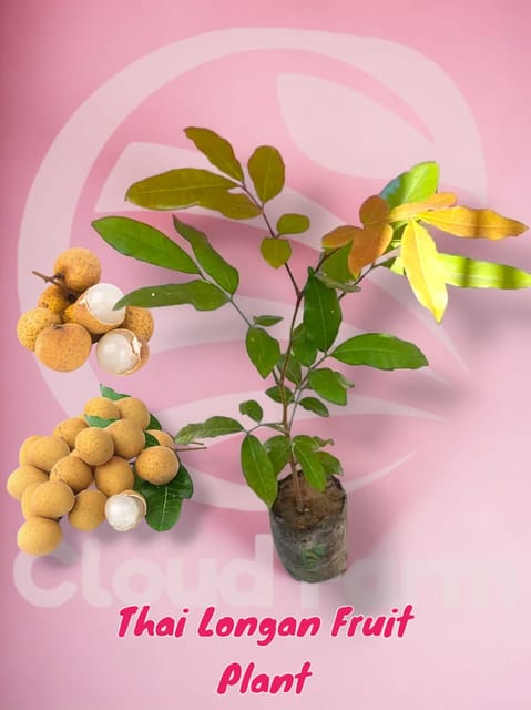Thai Longan Grafted  Healthy Plant