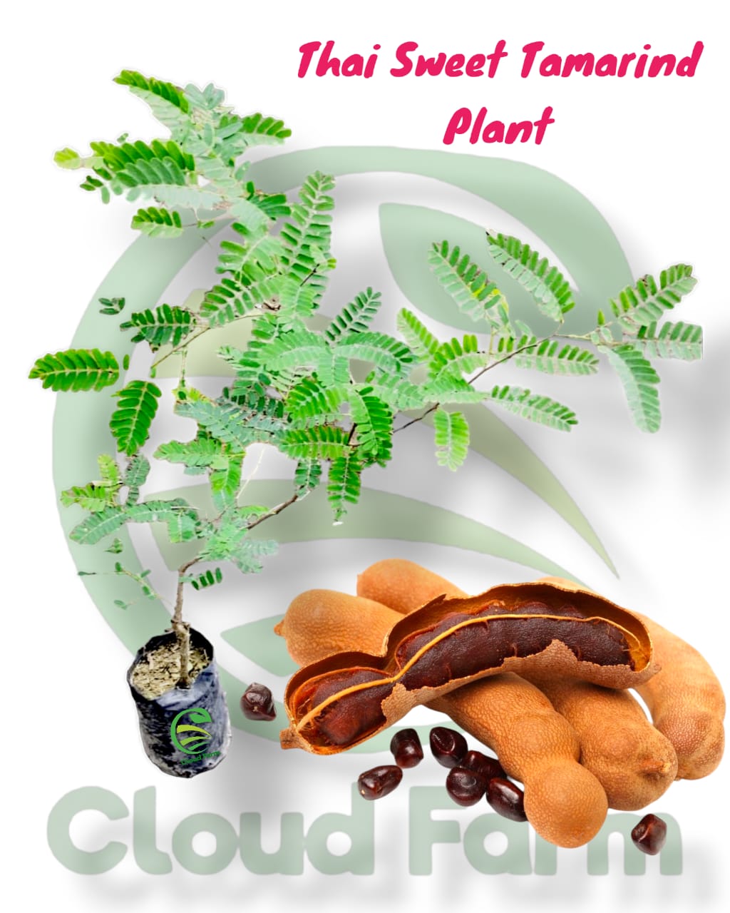 Thai Sweet Tamarind Healthy Plant