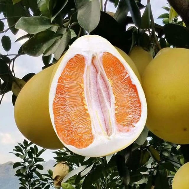 Golden Honey Pomelo Grapefruit Jambura Gaint Chakotra Batabi Lebu kambili Naranga Fruit Grafted Plants & Tree(1.5-3 Feet Size) - Tapobon