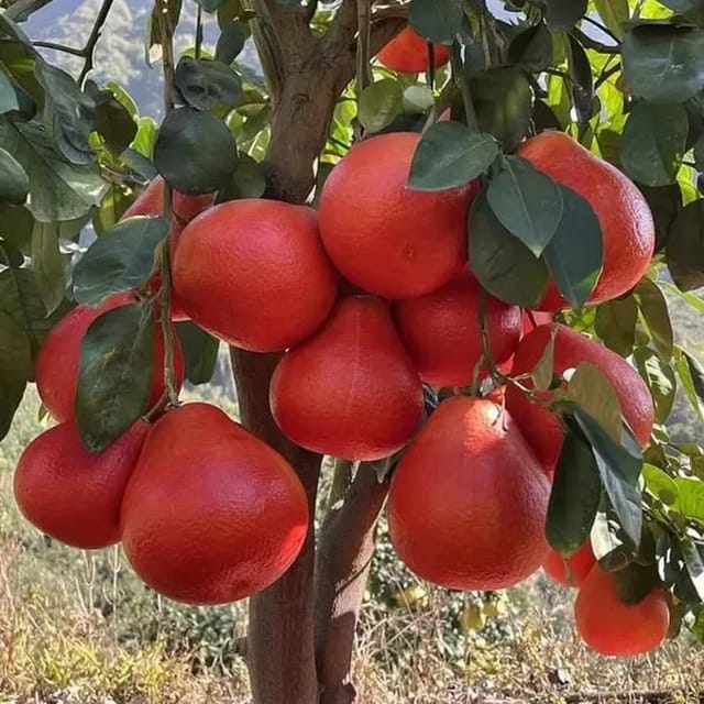 Red Pomelo Grapefruit Jambura Gaint Chakotra Batabi Lebu kambili Naranga Fruit Grafted Plants & Tree(1.5-3 Feet Size) - Tapobon