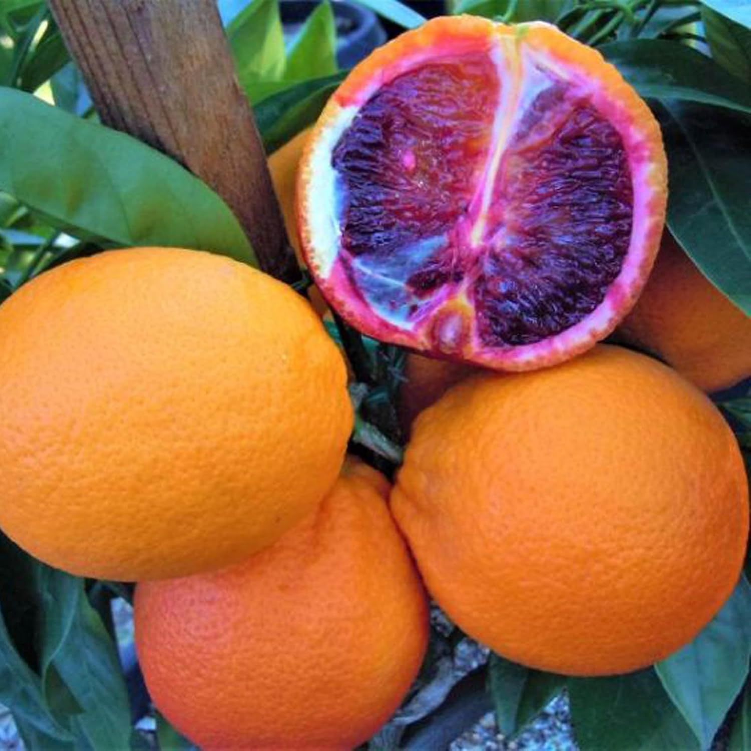 Moro Blood Orange Variety Grafted Santra Fruit Plants & Tree(1-2 Feet Size) - Tapobon