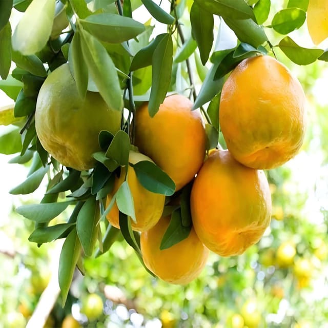 Nagpur Mandarin Orange All Time Variety Grafted Santra Fruit Plants & Tree(1-2 Feet Size) - Tapobon