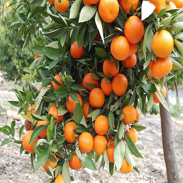 Kinnow Orange Variety Grafted Santra Fruit Plants & Tree(1-2 Feet Size) - Tapobon