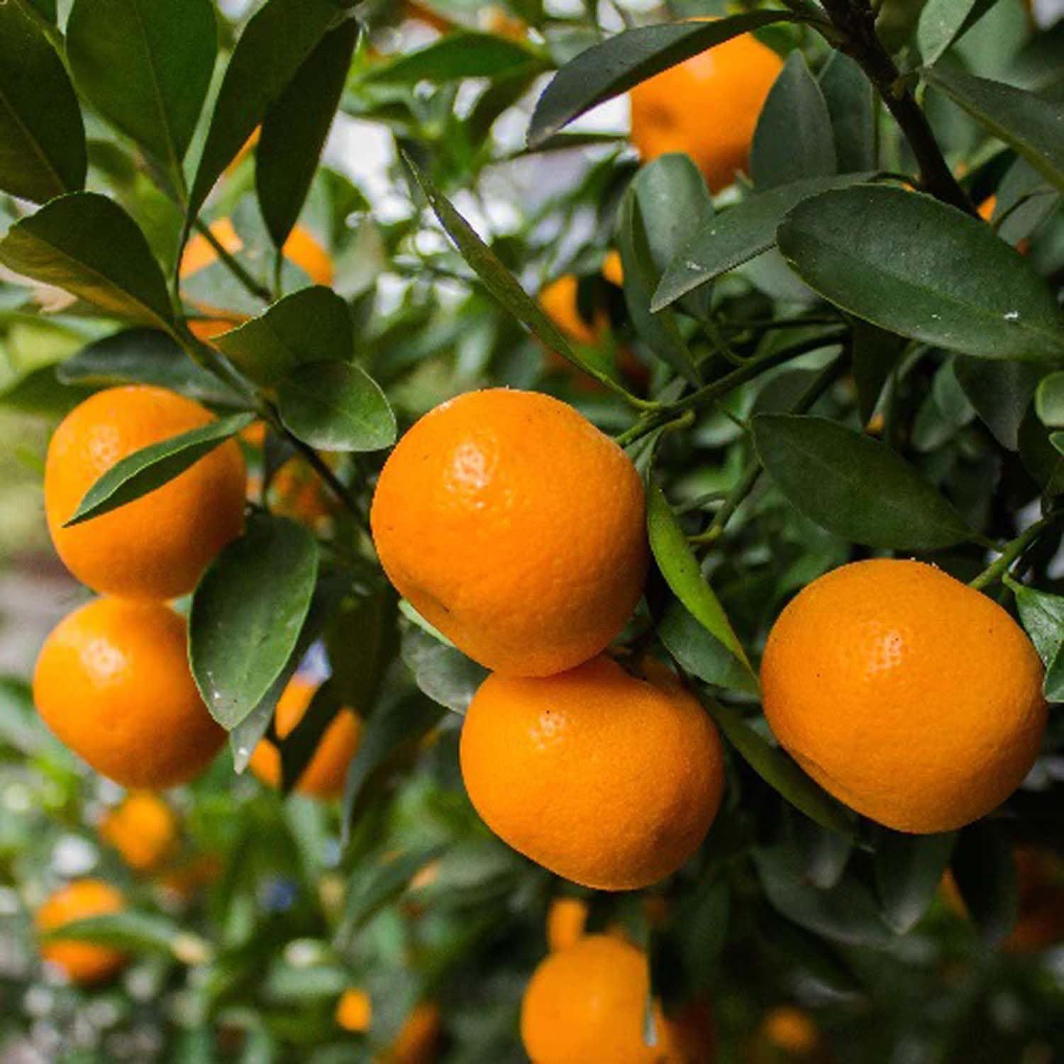 Honey Murcott Orange Variety Grafted Santra Fruit Plants & Tree(1-2 Feet Size) - Tapobon