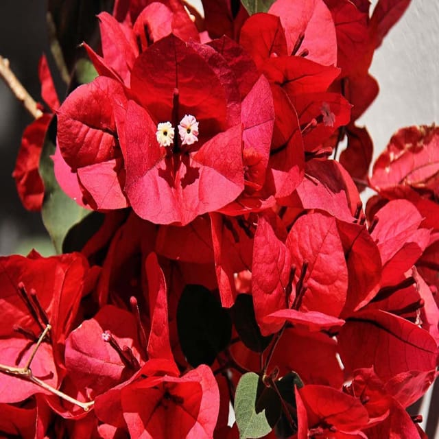 Red Colour Bougainvillea Kagoj Ful Shrubs Flower Plants & Tree(1-2 Feet Size) - Tapobon
