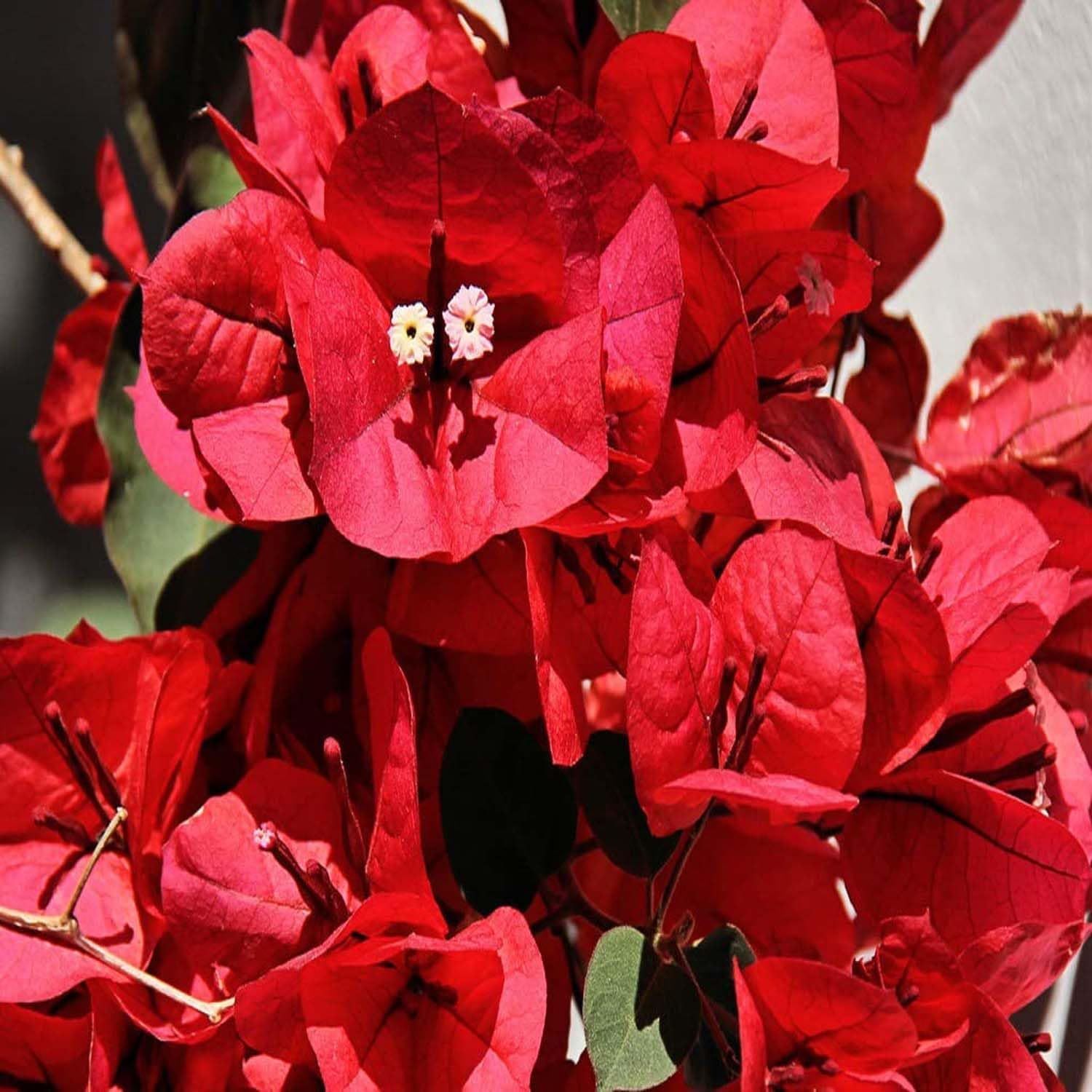 Red Colour Bougainvillea Kagoj Ful Shrubs Flower Plants & Tree(1-2 Feet Size) - Tapobon