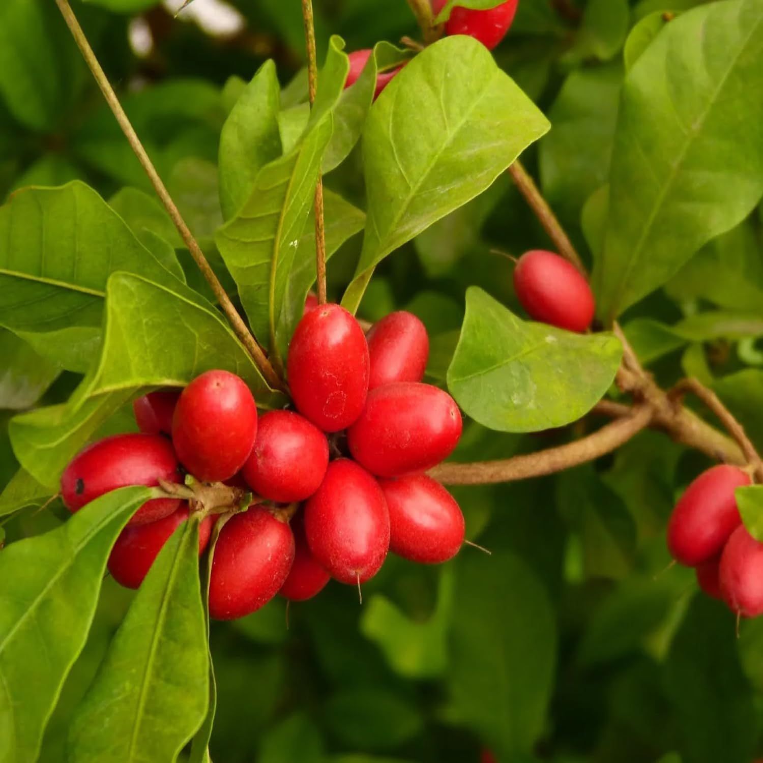 Miracle Berry Fruit (Air Layering/Grafted) Plants & Tree(1-2 Feet Size) - Tapobon