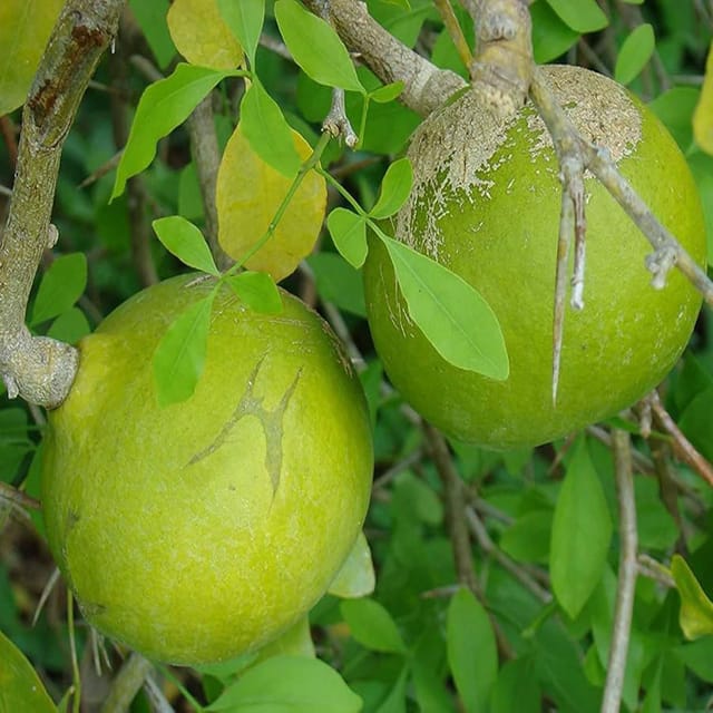 Seedling Bel Bael Bilva Variety Fruit Plants & Tree(1-2 Feet Size) - Tapobon