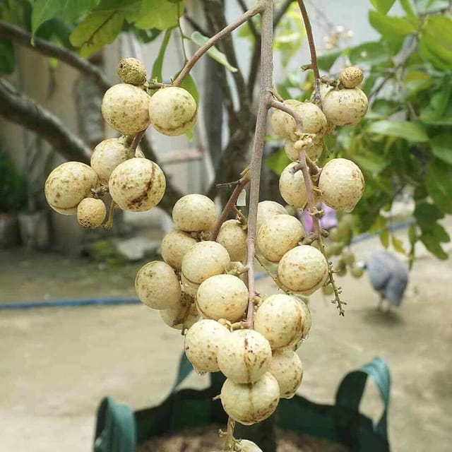 Snow White Variety Dragon Eye Longan Fruit Grafted Plants & Tree(1-2 Feet Size) - Tapobon