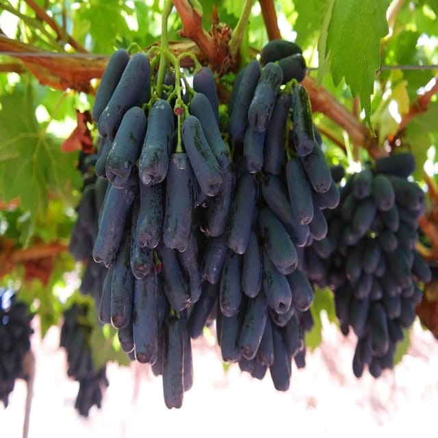 Grapes Black Sharad Seedless Variety Angoor Fruit (Air Layering/Grafted) Plants & Tree - Tapobon
