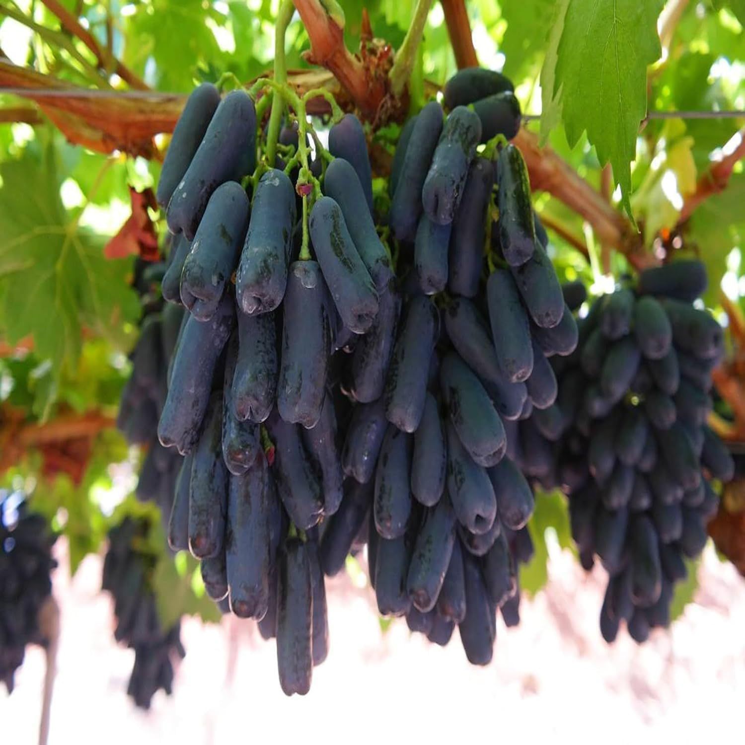 Grapes Black Sharad Seedless Variety Angoor Fruit (Air Layering/Grafted) Plants & Tree - Tapobon