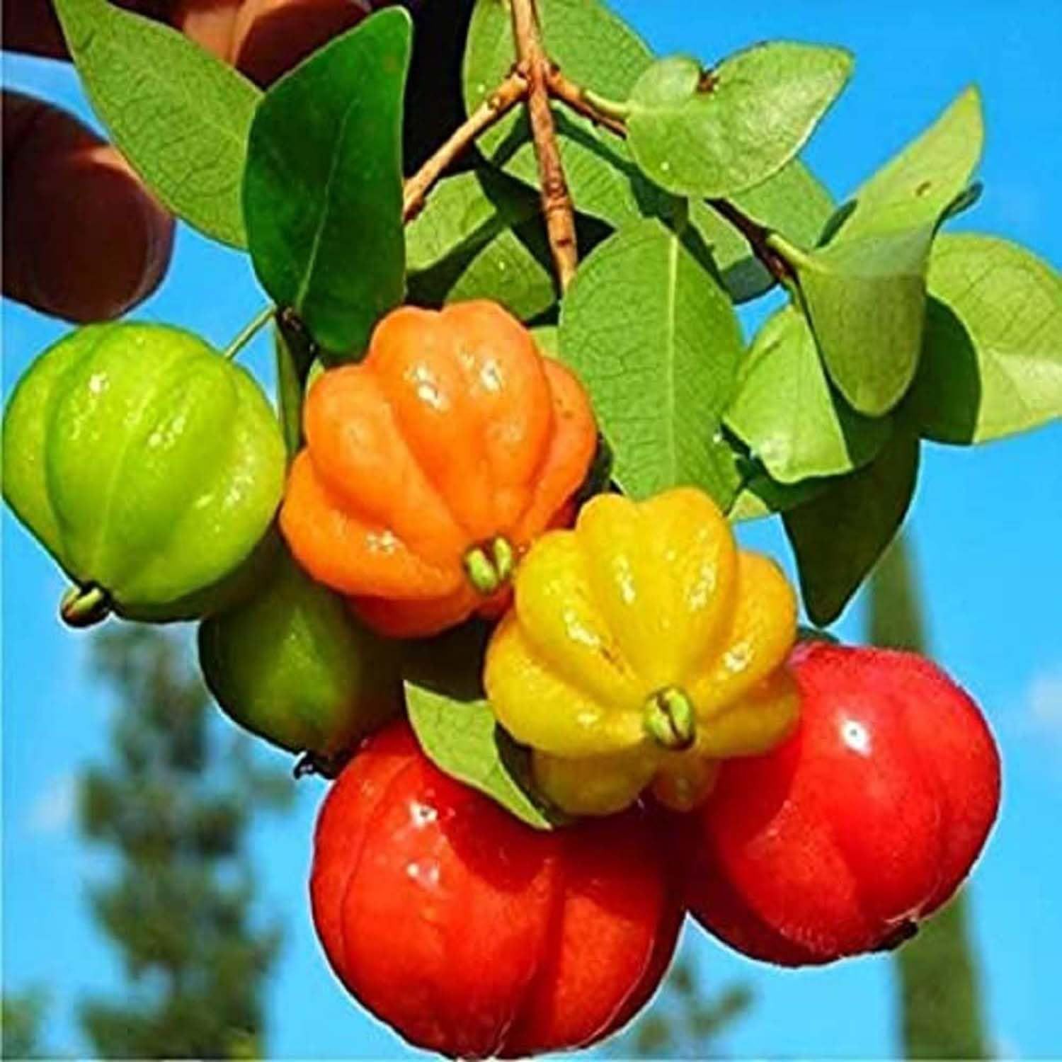 Surinam Cherry Cherries Variety Fruit (Air Layering/Grafted) Plants & Tree(1-2 Feet Size) - Tapobon
