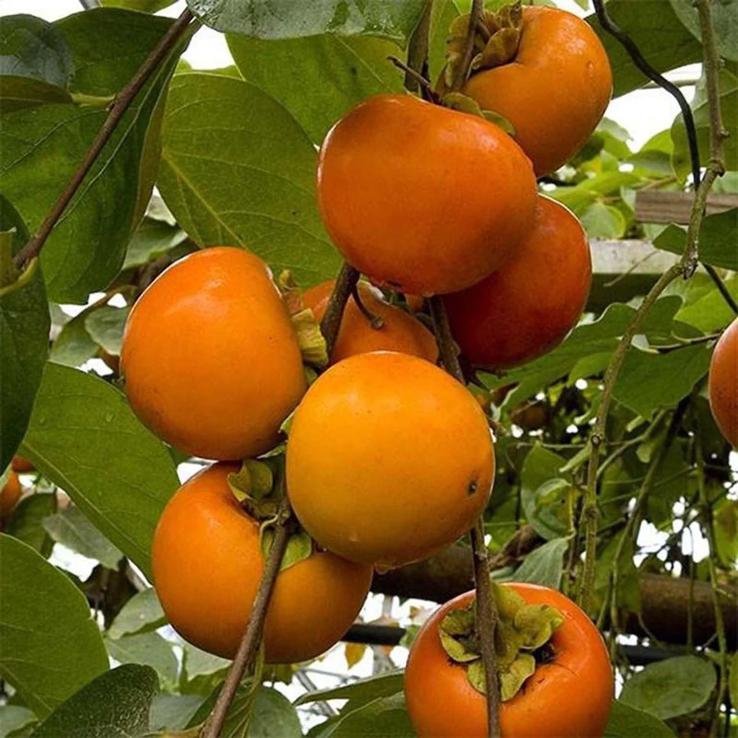Eureka Persimmon Variety Fruit Grafted Plants & Tree(2-3 Feet Size) - Tapobon