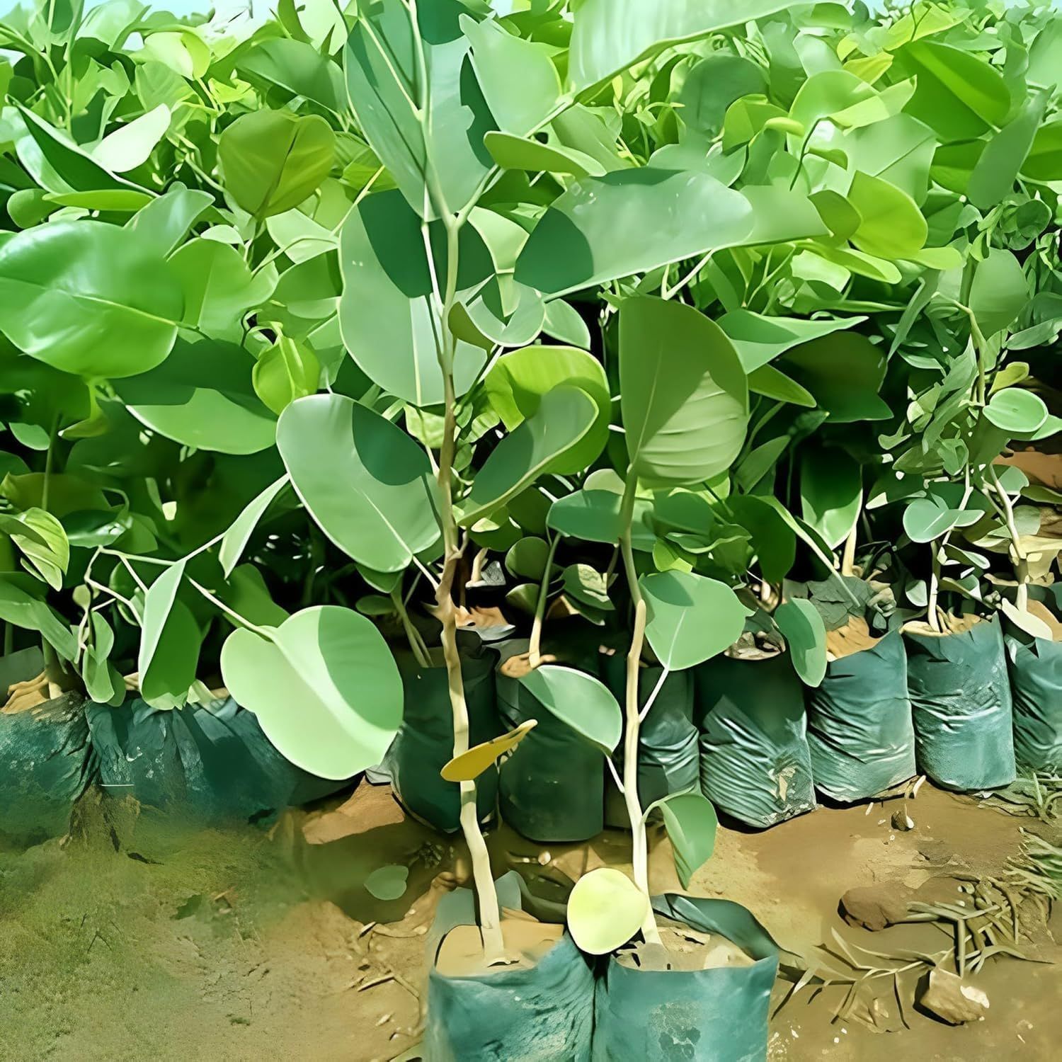 Red Sandalwood Chandan Avenue Plants & Tree(1.5-3 Feet Size) - Tapobon